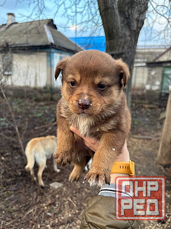 Раздаются щенки Донецк - изображение 3