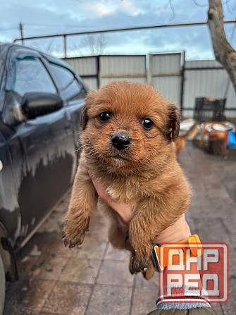 Раздаются щенки Донецк - изображение 1