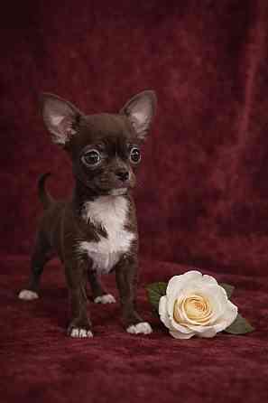 в продаже мальчик породы чихуахуа Енакиево