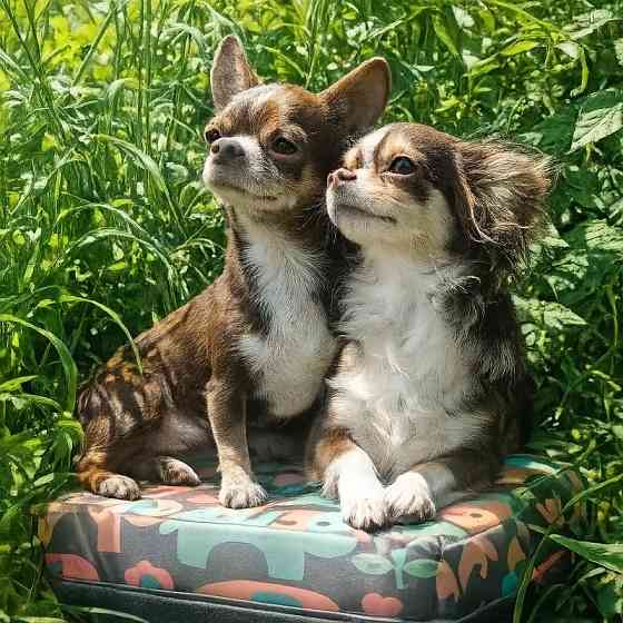 в продаже мальчик породы чихуахуа Енакиево