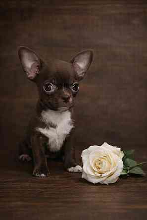 в продаже мальчик породы чихуахуа Енакиево