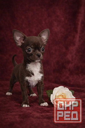 в продаже мальчик породы чихуахуа Енакиево - изображение 1