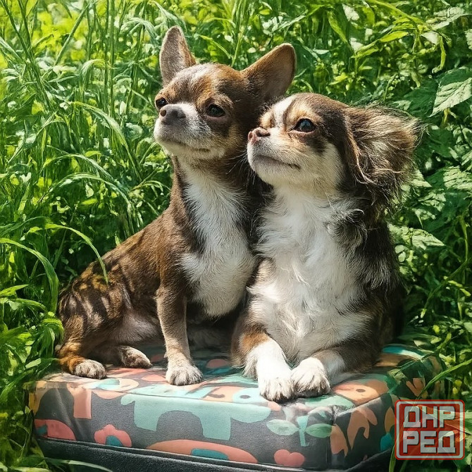 в продаже мальчик породы чихуахуа Енакиево - изображение 3