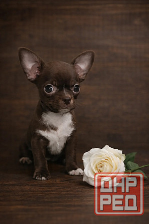 в продаже мальчик породы чихуахуа Енакиево - изображение 2