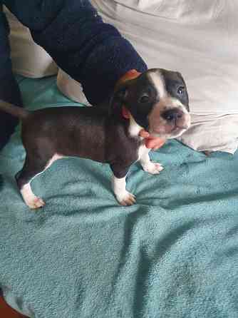 Щенки американского питбультерьера Донецк