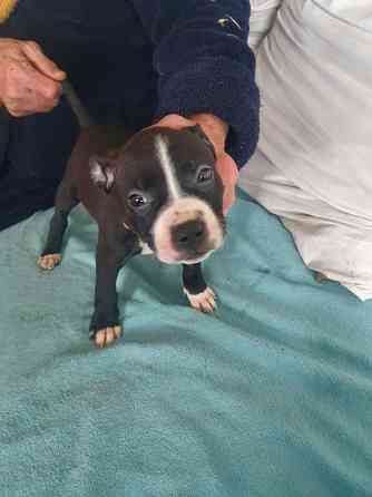 Щенки американского питбультерьера Донецк