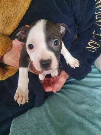 Щенки американского питбультерьера Донецк