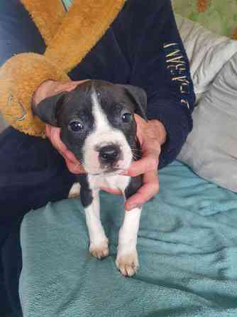 Щенки американского питбультерьера Донецк