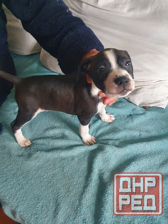 Щенки американского питбультерьера Донецк - изображение 5