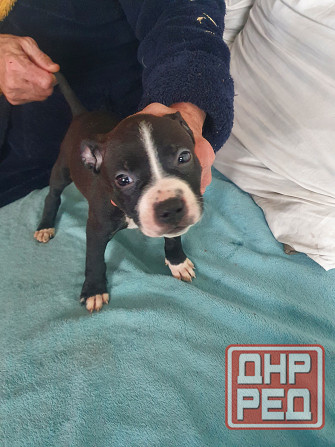 Щенки американского питбультерьера Донецк - изображение 3