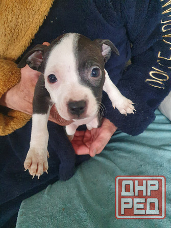 Щенки американского питбультерьера Донецк - изображение 1