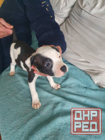 Щенки американского питбультерьера Донецк - изображение 2