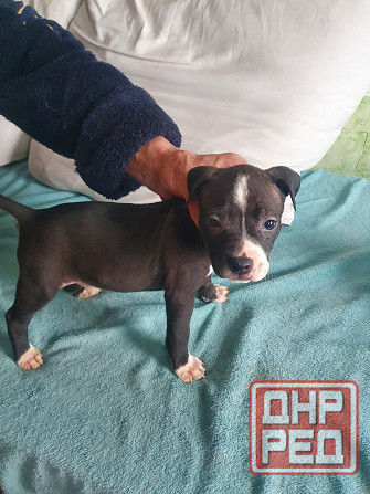 Щенки американского питбультерьера Донецк - изображение 4