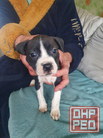 Щенки американского питбультерьера Донецк - изображение 6