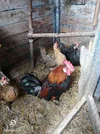 Курочки Бентамки Макеевка