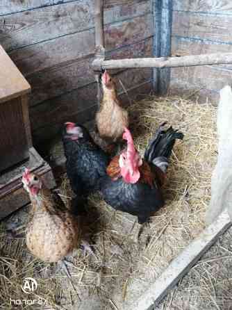 Курочки Бентамки Макеевка