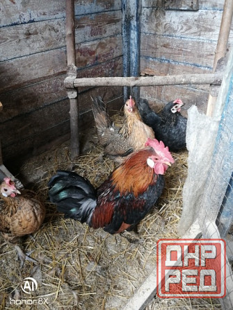 Курочки Бентамки Макеевка - изображение 2