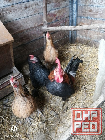 Курочки Бентамки Макеевка - изображение 1