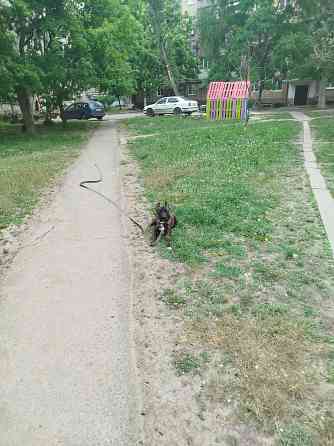 Передержка животных, дрессировка собак Донецк