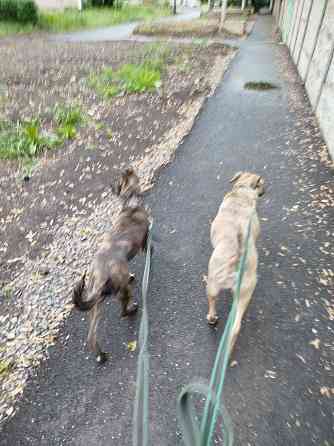 Передержка животных, дрессировка собак Донецк