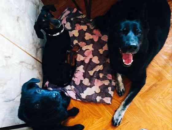 Передержка животных, дрессировка собак Донецк