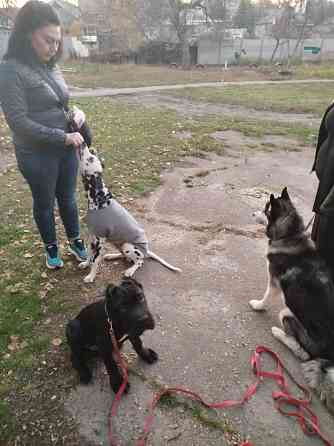 Передержка животных, дрессировка собак Донецк
