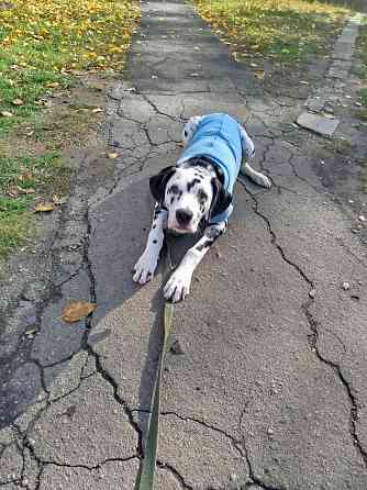 Передержка животных, дрессировка собак Донецк