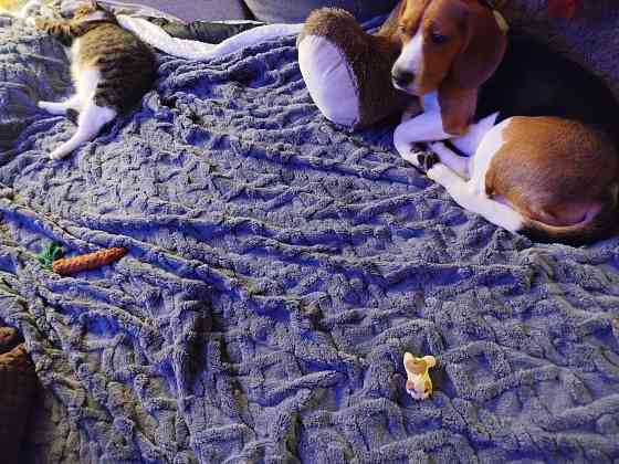 Передержка животных, дрессировка собак Донецк