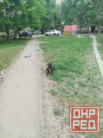 Передержка животных, дрессировка собак Донецк - изображение 6