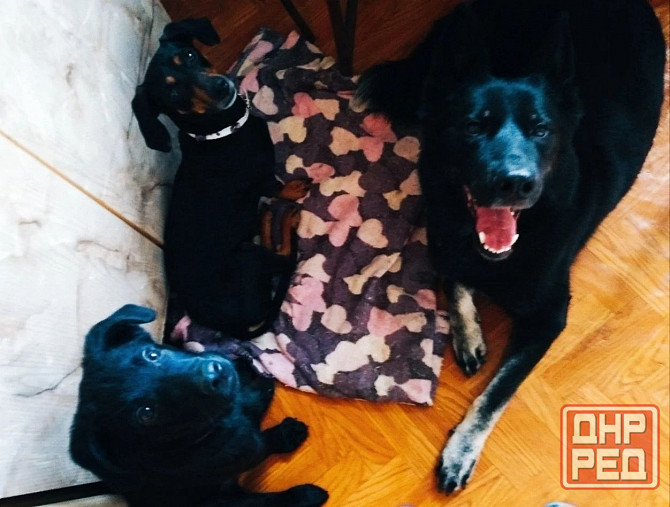 Передержка животных, дрессировка собак Донецк - изображение 1