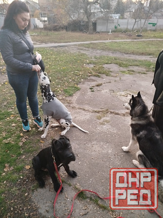 Передержка животных, дрессировка собак Донецк - изображение 3