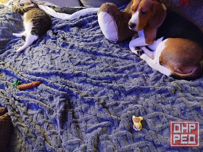 Передержка животных, дрессировка собак Донецк - изображение 2