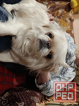 Ищем мальчика для принцессы Донецк - изображение 1