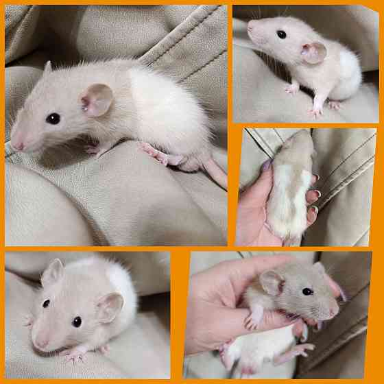 Крысята. Дамбо Стандарт Рекс Донецк