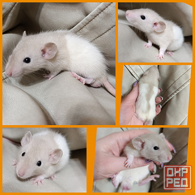 Крысята. Дамбо Стандарт Рекс Донецк - изображение 1