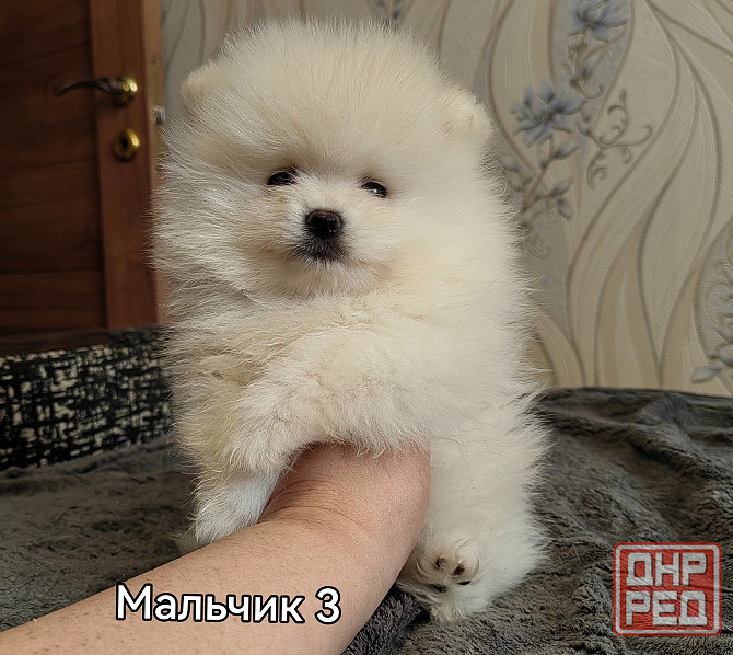 Счастье в дом на долкие годы Донецк - изображение 3