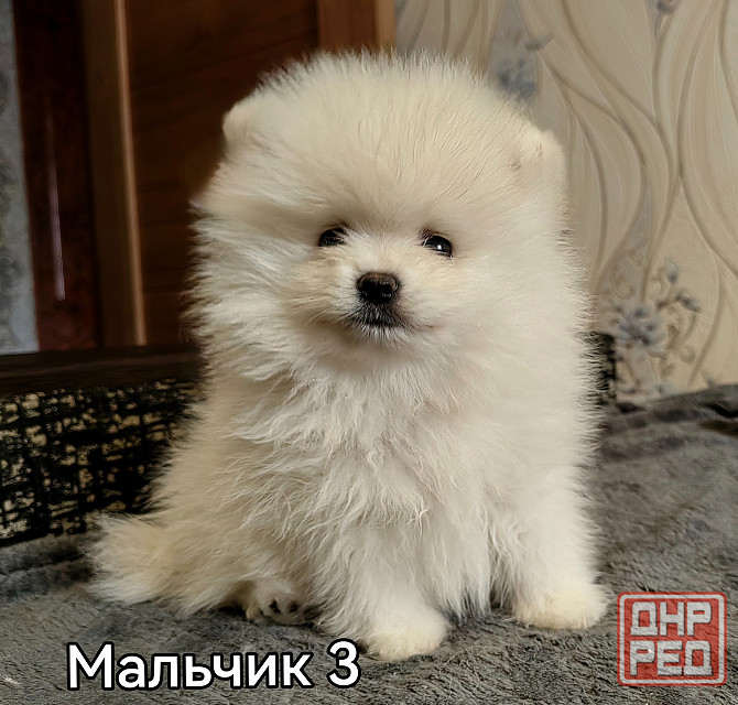 Счастье в дом на долкие годы Донецк - изображение 4