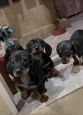 Щенки таксы Макеевка