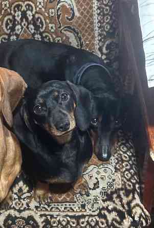 Щенки таксы Макеевка