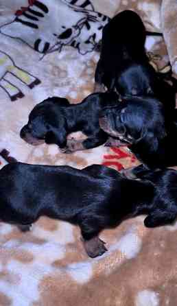 Щенки таксы Макеевка