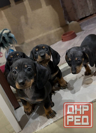 Щенки таксы Макеевка - изображение 1