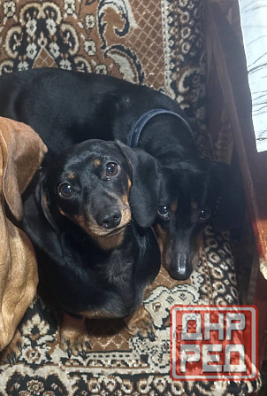 Щенки таксы Макеевка - изображение 3