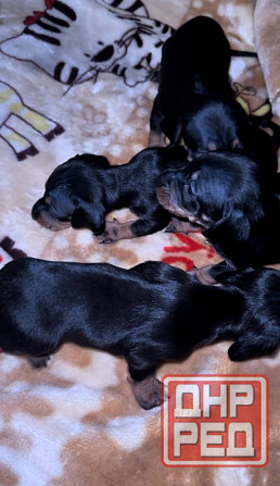 Щенки таксы Макеевка - изображение 2