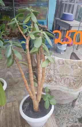 Комнатные цветы Донецк