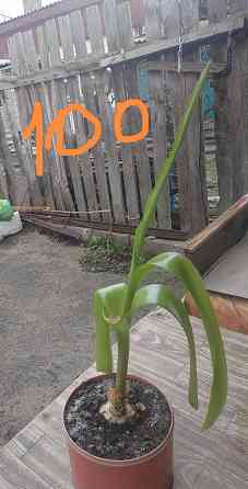 Комнатные цветы Донецк