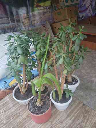 Комнатные цветы Донецк