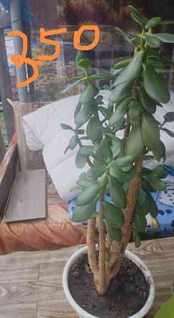 Комнатные цветы Донецк