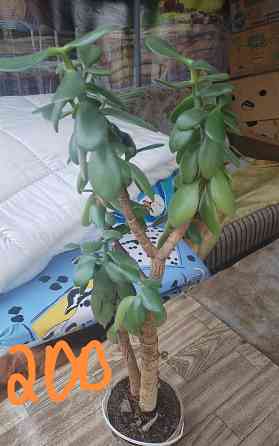 Комнатные цветы Донецк