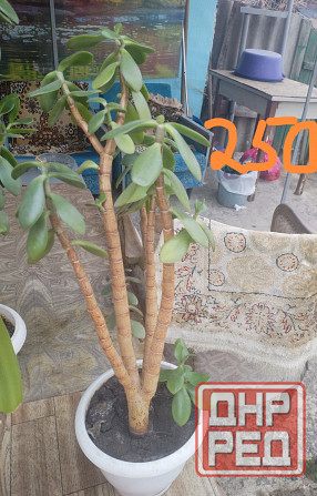 Комнатные цветы Донецк - изображение 5