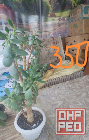 Комнатные цветы Донецк - изображение 6